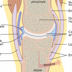 legamenti ginocchio