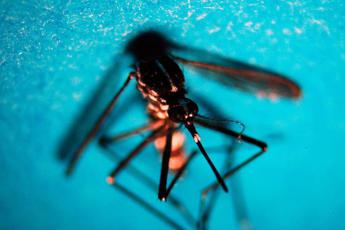 dengue in italia 283 casi da inizio anno tutti importati 2