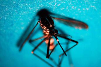 dengue sintomi gravi anche con prima infezione lo studio 2