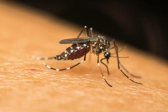 dalla dengue alla west nile in europa crescono le infezioni veicolate dalle zanzare 2