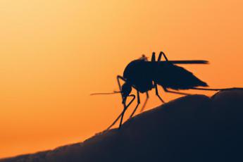 malaria in veneto paziente tornato da viaggio allarme rientra 2