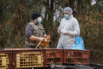 aviaria e rischio pandemia usa al lavoro per strategie e vaccini 2