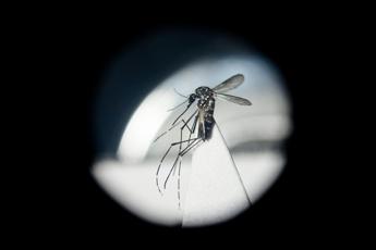 dengue in italia da studio bussola per prevenire possibili focolai 2