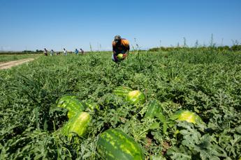 caldo in calabria stop al lavoro nei campi e nei cantieri nelle ore a rischio 2