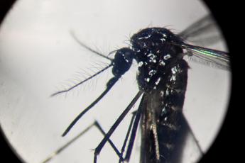 dengue iss in italia 259 casi da inizio anno tutti importati 2