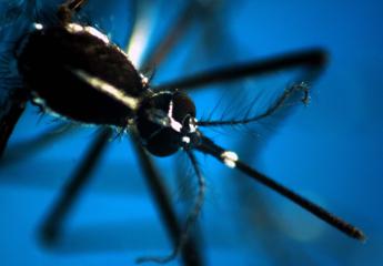 dengue epidemia record in 2024 negli usa alert ai medici 2