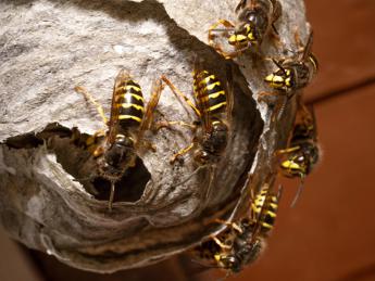salute stagione piu a rischio punture api vespe co da prurito a shock anafilattico 2