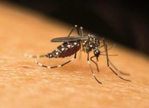 dengue a fano lesperta di zanzare situazione seria il focolaio potrebbe estendersi 2