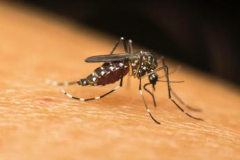 dengue a fano lesperta di zanzare situazione seria il focolaio potrebbe estendersi 2