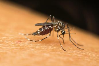 dengue i casi in italia salgono a 650 194 sono autoctoni 2