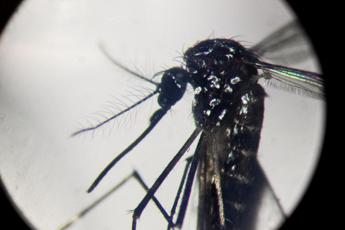 dengue salgono a 412 i casi in italia nel 2024 2 autoctoni 2