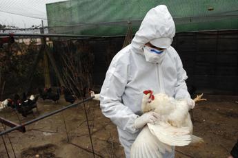 francia allerta uova contaminate da pfas nei pollai domestici 2