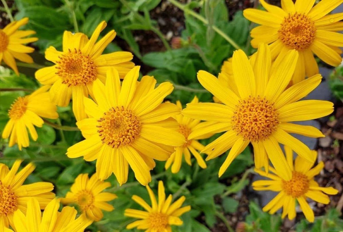 arnica