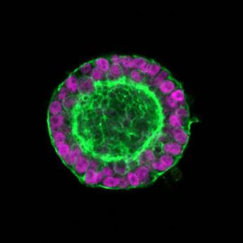 ricerca passo verso creazione cuore a partire da cellule staminali pluripotenti 2