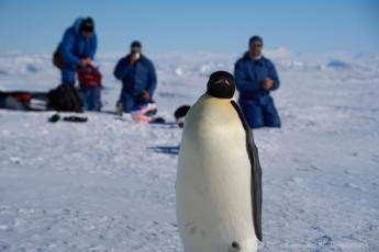 veterinari italiani in antartide a caccia dellinfluenza aviaria tra le colonie di pinguini 2